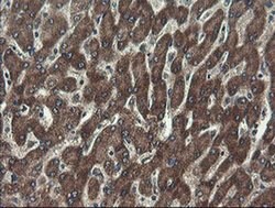UBE2J1 Monoclonal Antibody (OTI3E6), TrueMAB , OriGene 100 &mu;L; Unconjugated:Antibodies,
