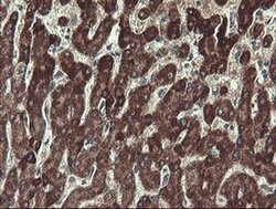 UBE2J1 Monoclonal Antibody (OTI1F6), TrueMAB , OriGene 100 &mu;L | Buy Online | Origene Technologies | Fisher Scientific
