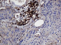 UBE2J1 Monoclonal Antibody (OTI3D5), TrueMAB , OriGene 100 &mu;L; Unconjugated:Antibodies,