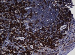 UBE2J1 Monoclonal Antibody (OTI3D5), TrueMAB , OriGene 100 &mu;L; Unconjugated:Antibodies,