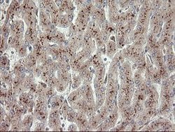 UBE2J1 Monoclonal Antibody (OTI1C7), TrueMAB , OriGene 30 &mu;L; Unconjugated:Antibodies,