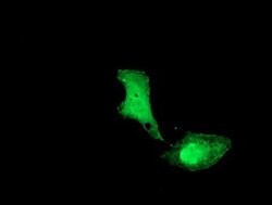 UBE2M Mouse anti-Canine, Human, Mouse, Clone: OTI2D9, liquid, TrueMAB 100