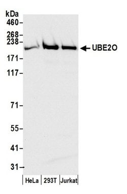 UBE2O Rabbit anti-Human, Mouse, Polyclonal, Bethyl Laboratories 100 &mu;L;