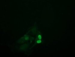 UBE2S Monoclonal Antibody (OTI4E4), TrueMAB , OriGene 30 &mu;L; Unconjugated:Antibodies,