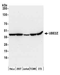 UBE2Z Polyclonal Antibody, Bethyl Laboratories 20 &mu;L; Unconjugated:Antibodies,