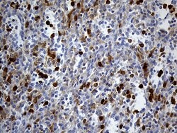 UBE3B Monoclonal Antibody (OTI3F10), TrueMAB , OriGene 30 &mu;L; Unconjugated:Antibodies,