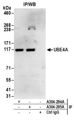 UBE4A Rabbit anti-Human, Polyclonal, Bethyl Laboratories 100 &mu;L; Unconjugated:Antibodies,