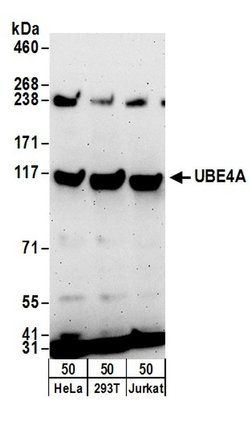 UBE4A Rabbit anti-Human, Polyclonal, Bethyl Laboratories 100 &mu;L; Unconjugated:Antibodies,