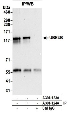 UBE4B Rabbit anti-Human, Mouse, Polyclonal, Bethyl Laboratories 100 &mu;L;