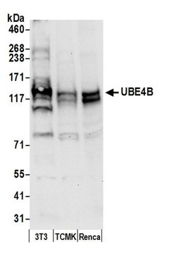 UBE4B Rabbit anti-Human, Mouse, Polyclonal, Bethyl Laboratories 100 &mu;L;