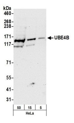 UBE4B Rabbit anti-Human, Mouse, Polyclonal, Bethyl Laboratories 100 &mu;L;