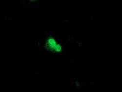 UBL4A Mouse anti-Human, Clone: OTI4B6, lyophilized, TrueMAB 100 &mu;g;