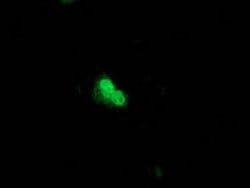 UBL4A Monoclonal Antibody (OTI4B6), TrueMAB , OriGene 100 &mu;L; Unconjugated:Antibodies,