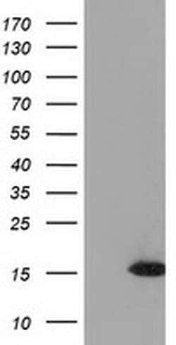 UBL4A Monoclonal Antibody (OTI1D4), TrueMAB , OriGene 30 &mu;L; Unconjugated:Antibodies,