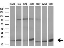 UBL4A Monoclonal Antibody (OTI1D4), TrueMAB , OriGene 30 &mu;L; Unconjugated:Antibodies,
