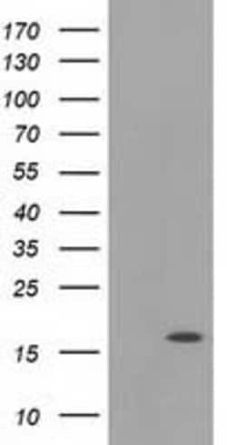 UBL4A Mouse anti-Human, Clone: OTI4B6, lyophilized, TrueMAB 100 &mu;g;