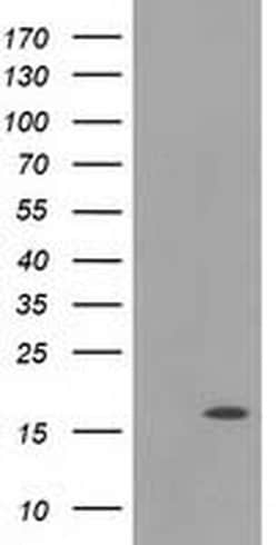 UBL4A Monoclonal Antibody (OTI4B6), TrueMAB , OriGene 100 &mu;L; Unconjugated:Antibodies,