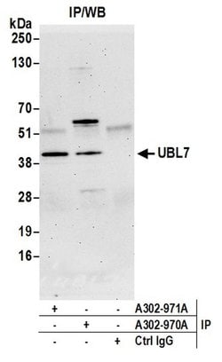 UBL7 Rabbit anti-Human, Polyclonal, Bethyl Laboratories 10 &mu;L; Unconjugated:Antibodies,