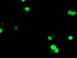 UBOX5 Monoclonal Antibody (OTI1C5), TrueMAB , OriGene:Antibodies:Primary