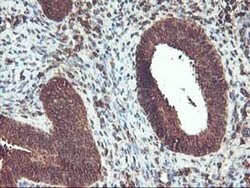 UBOX5 Monoclonal Antibody (OTI1C5), TrueMAB , OriGene 100 &mu;L; Unconjugated:Antibodies,