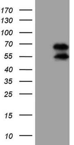 UBP1 Monoclonal Antibody (OTI9B3), TrueMAB , OriGene:Antibodies:Primary