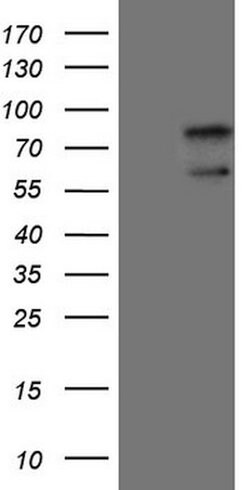 UBP1 Mouse anti-Human, Clone: OTI8F1, lyophilized, TrueMAB 100 &mu;g; Unconjugated:Antibodies,