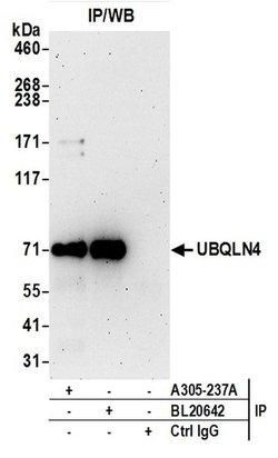 UBQLN4/CIP75/Ubiquilin 4 Rabbit anti-Human, Polyclonal, Bethyl Laboratories