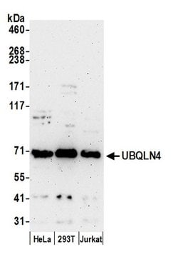 UBQLN4/CIP75/Ubiquilin 4 Rabbit anti-Human, Polyclonal, Bethyl Laboratories