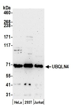 UBQLN4/CIP75/Ubiquilin 4 Polyclonal Antibody, Bethyl Laboratories:Antibodies:Primary
