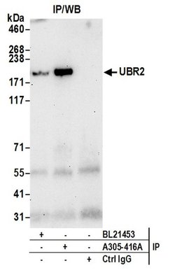 UBR2 Rabbit anti-Human, Mouse, Polyclonal, Bethyl Laboratories 100 &mu;L;