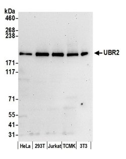UBR2 Rabbit anti-Human, Mouse, Polyclonal, Bethyl Laboratories 100 &mu;L;
