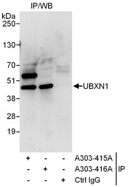 UBXN1 Rabbit anti-Human, Polyclonal, Bethyl Laboratories 100 &mu;L | Buy Online | Bethyl Laboratories, Inc | Fisher Scientific