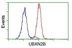 UBXN2B Monoclonal Antibody (OTI1F7), TrueMAB , OriGene 100 &mu;L; Unconjugated:Antibodies,