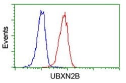 UBXN2B Monoclonal Antibody (OTI1F7), TrueMAB , OriGene 100 &mu;L; Unconjugated:Antibodies,