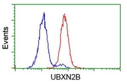 UBXN2B Monoclonal Antibody (OTI1G8), TrueMAB , OriGene:Antibodies:Primary