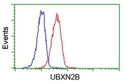 UBXN2B Monoclonal Antibody (OTI1G8), TrueMAB , OriGene 100 &mu;L; Unconjugated:Antibodies,