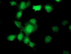 UBXN2B Mouse anti-Canine, Human, Clone: OTI2E8, lyophilized, TrueMAB 100