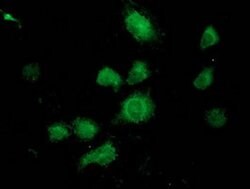 UBXN2B Monoclonal Antibody (OTI1G8), TrueMAB , OriGene 100 &mu;L; Unconjugated:Antibodies,