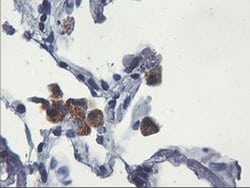 UBXN2B Monoclonal Antibody (OTI1F9), TrueMAB , OriGene 30 &mu;L; Unconjugated:Antibodies,