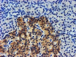 UBXN2B Mouse anti-Human, Clone: OTI2E9, lyophilized, TrueMAB 100 &mu;g;