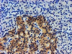 UBXN2B Monoclonal Antibody (OTI2E9), TrueMAB , OriGene 30 &mu;L; Unconjugated:Antibodies,
