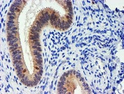 UBXN2B Monoclonal Antibody (OTI2E9), TrueMAB , OriGene 30 &mu;L; Unconjugated:Antibodies,