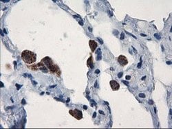 UBXN2B Monoclonal Antibody (OTI2E9), TrueMAB , OriGene:Antibodies:Primary