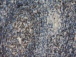 UBXN2B Monoclonal Antibody (OTI1F7), TrueMAB , OriGene:Antibodies:Primary