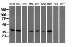 UBXN2B Mouse anti-Canine, Human, Clone: OTI2E8, lyophilized, TrueMAB 100