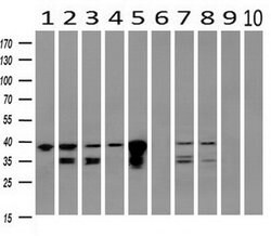 UBXN2B Mouse anti-Canine, Human, Clone: OTI3H8, liquid, TrueMAB 30 &mu;L;