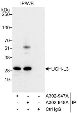 UCH-L3 Rabbit anti-Human, Polyclonal, Bethyl Laboratories 100 &mu;L | Buy Online | Bethyl Laboratories, Inc | Fisher Scientific