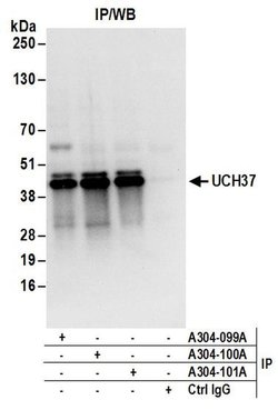 UCH37 Rabbit anti-Human, Polyclonal, Bethyl Laboratories 10 &mu;l; Unlabeled:Antibodies,