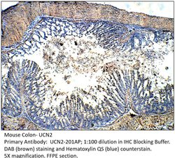 UCN2 Rabbit anti-Human, Polyclonal, FabGennix 200 &mu;L; Unconjugated:Antibodies,