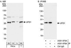 UFD1 Rabbit anti-Human, Polyclonal, Bethyl Laboratories 100 &mu;L; Unconjugated:Antibodies,